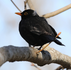 Turdus merula