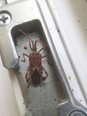 Leptoglossus occidentalis