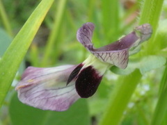 Vicia narbonensis