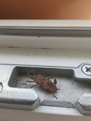 Leptoglossus occidentalis