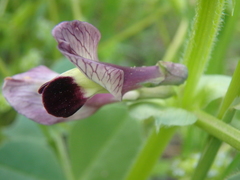 Vicia narbonensis