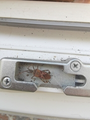 Leptoglossus occidentalis