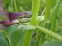 Vicia narbonensis