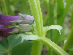 Vicia narbonensis