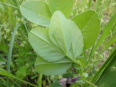 Vicia narbonensis