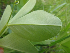 Vicia narbonensis