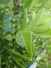 Vicia narbonensis