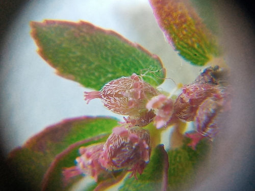 Euphorbia thymifolia