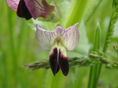 Vicia narbonensis