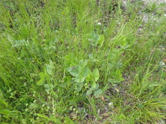 Vicia narbonensis