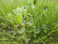 Vicia narbonensis