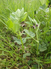 Vicia narbonensis