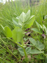 Vicia narbonensis