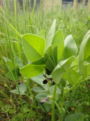 Vicia narbonensis