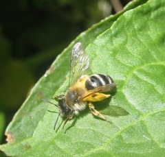 Andrena gravida