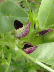 Vicia narbonensis