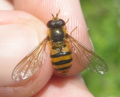 Epistrophe melanostoma