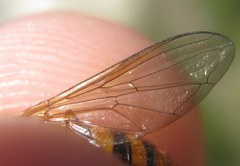 Epistrophe melanostoma