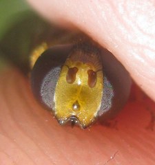 Epistrophe melanostoma