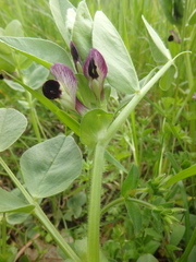 Vicia narbonensis