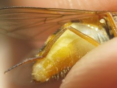 Epistrophe melanostoma