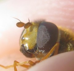 Epistrophe melanostoma