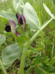 Vicia narbonensis