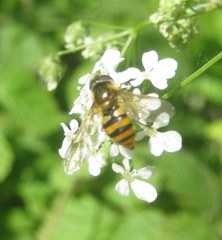 Epistrophe melanostoma