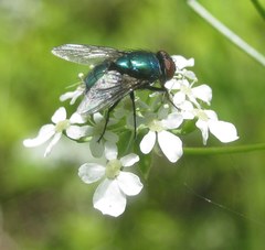 Lucilia sericata