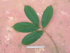 Helicostylis tomentosa