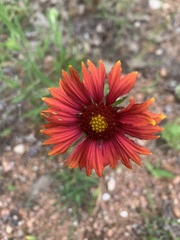 Gaillardia amblyodon
