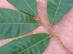 Helicostylis tomentosa