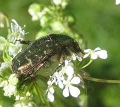 Cetonia aurata