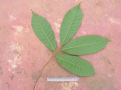 Helicostylis tomentosa