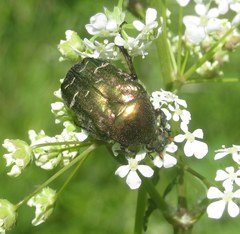 Cetonia aurata