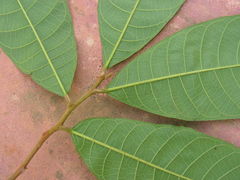 Helicostylis tomentosa