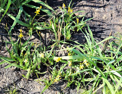 Hypoxis villosa