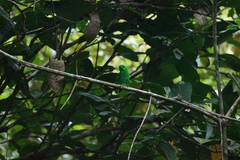Calyptomena viridis