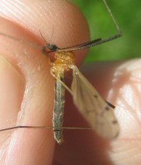 Limonia nigropunctata