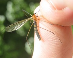 Limonia nigropunctata