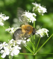 Andrena nitida