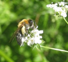 Andrena nitida