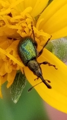 Haplorhynchites quadripennis