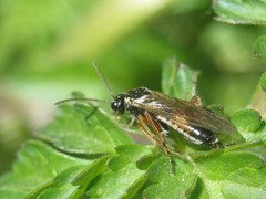 Aglaostigma fulvipes