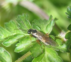 Aglaostigma fulvipes