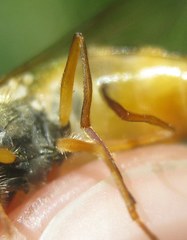 Epistrophe nitidicollis