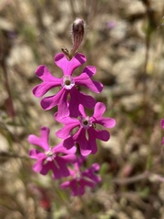 Silene scabriflora
