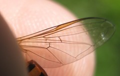 Epistrophe nitidicollis