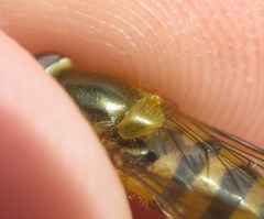 Epistrophe nitidicollis