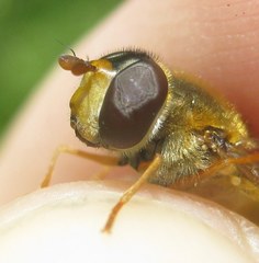 Epistrophe nitidicollis